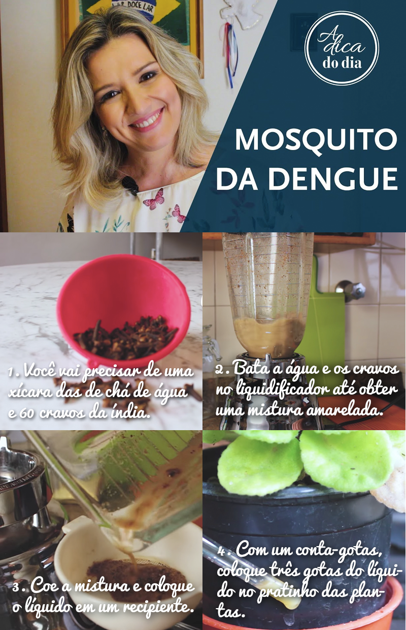 Saiba como fazer um inseticida natural contra o mosquito da dengue