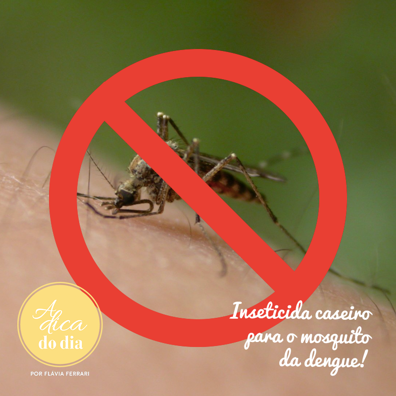 Saiba como fazer um inseticida natural contra o mosquito da dengue